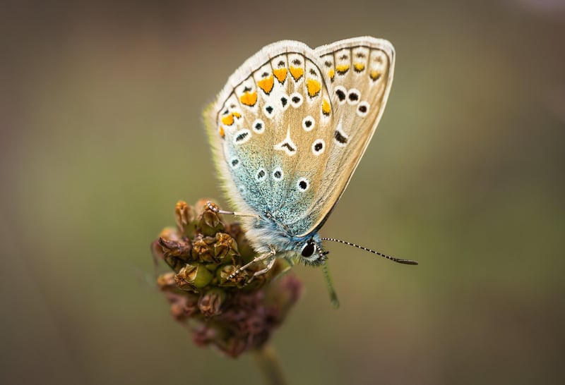 Butterfly Effect Precautions