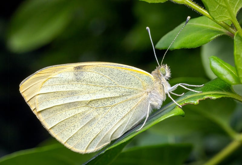Butterfly Effect Image